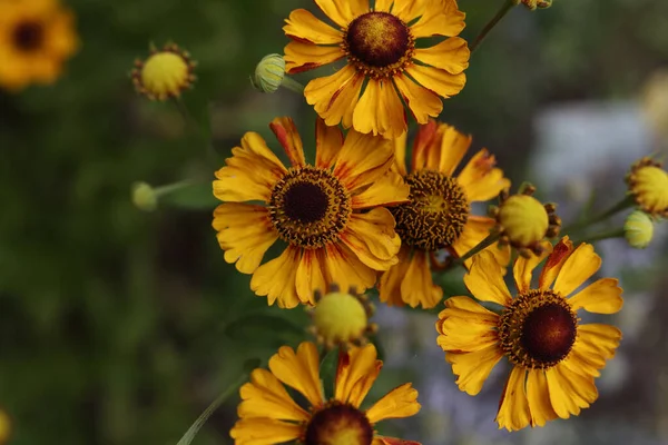 Helenium Autumnale Flores Comuns Ervas Daninhas Jardim Verão — Fotografia de Stock