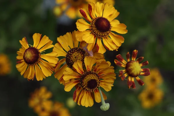 Helenium Autumnale Flores Comuns Ervas Daninhas Jardim Verão — Fotografia de Stock