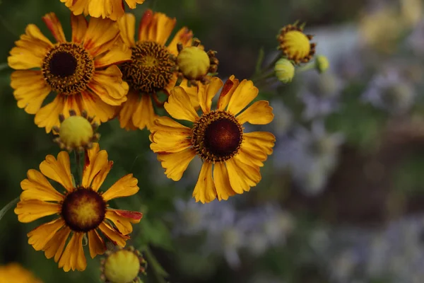 Helenium Autumnale Common Sneezeweed Flowers Summer Garden — Stock Photo, Image