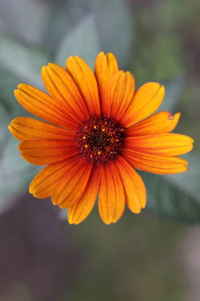 単一のヘリオプシスヘリサントヒド Burning Hearts Rough Oxeye 偽の太陽の花 — ストック写真