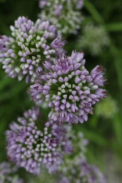 Allium Senescens Commonly Called Aging Chive Blooming Plant Summer Garden — Stock Photo, Image