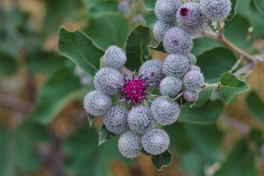 Arctium tomentosum yünlü dulavrat veya dulavrat dulavratlı
