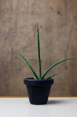 Sansevieria silindirik bitkisine yakın bir yerde, kahverengi arka planı olan siyah bir saksıda.