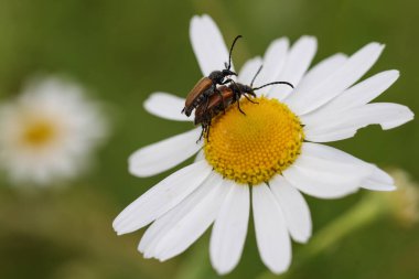 Bir çiçek üzerinde bir çift Paracorymbia maculicornis böceği