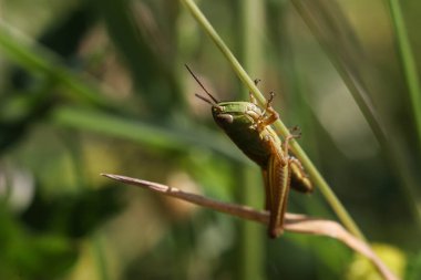 Yeşil yapraklı çekirge.