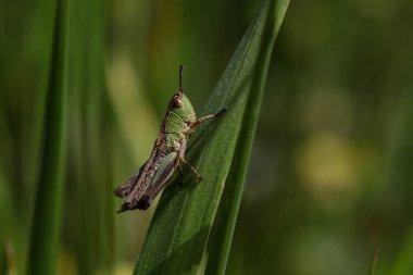 Yaprağın üzerindeki çekirgenin seçici odağı