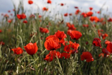 Haşhaş tarlalarıyla dolu bir manzara