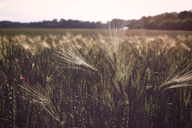 Yaz tarlasında çavdarın kulaklarını kapat.