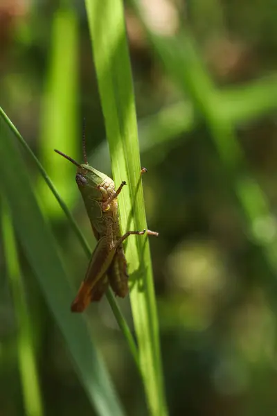Closeup Macro Grasshopper Insect — Stock Photo, Image
