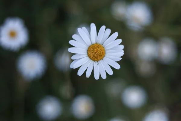White Daisy Grass — Stock Photo, Image