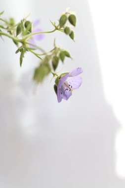 Sardunya pratezi, çayır turna gagası ya da sardunya çiçekleri beyaz arkaplanlı.