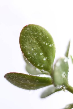 Crassula ovata, yaygın olarak Jade bitkisi olarak bilinir, şanslı bitki, para bitkisi ya da su damlalarıyla kaplı para ağacı