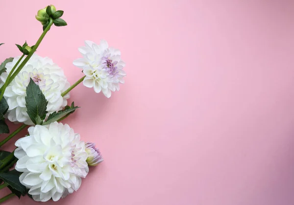 beautiful white dahlia flowers on a pastel pink background