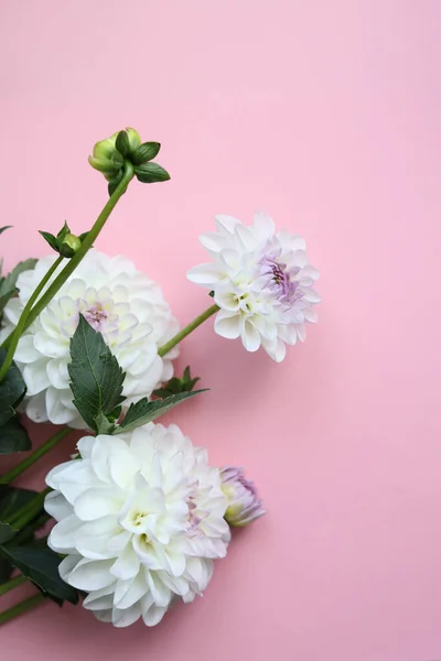 beautiful white dahlia flowers on a pastel pink background