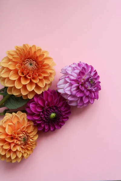 colorful dahlia flowers on a pastel pink background