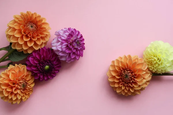 colorful dahlia flowers on a pastel pink background