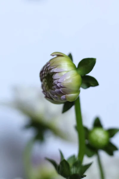 Foyer Sélectif Bourgeon Fleur Dahlia Avec Fond Blanc — Photo
