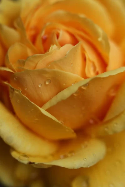 a close up of a bright yellow rose covered in rain drops