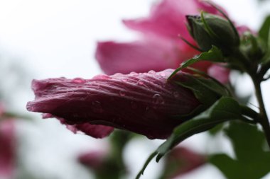 Pembe amber çiçeği kafası yağmur damlalarıyla kaplı.