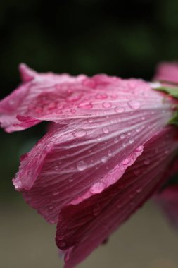 Pembe amber çiçeği kafası yağmur damlalarıyla kaplı.