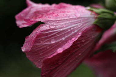 Pembe amber çiçeği kafası yağmur damlalarıyla kaplı.