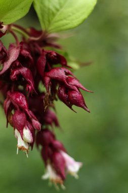 Leycesteria formosa, sülün üzümü, Himalyan hanımeli çiçeği su damlalarıyla kaplı.