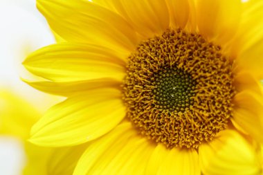 Beyaz arkaplanı olan parlak sarı ayçiçekleri.