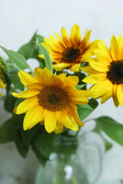 Close Bright Yellow Sunflowers White Background — Stock Photo, Image