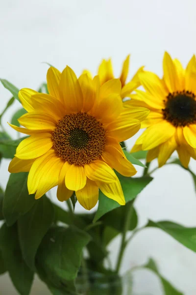 a close up bright yellow sunflowers with a white background
