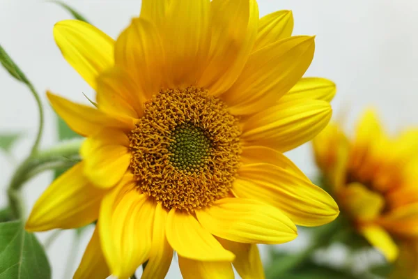 Eine Nahaufnahme Leuchtend Gelbe Sonnenblumen Mit Weißem Hintergrund — Stockfoto