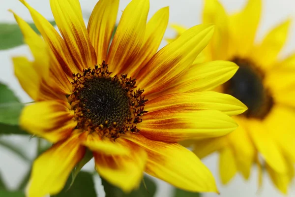 Eine Nahaufnahme Leuchtend Gelbe Sonnenblumen Mit Weißem Hintergrund — Stockfoto