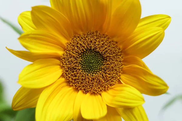 a close up bright yellow sunflowers with a white background