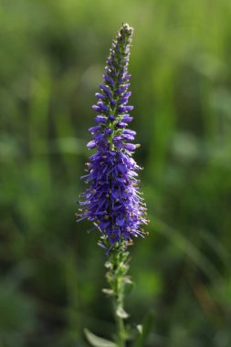 Yeşil çimlerde Veronica Spicata 'nın yakın çekimi.