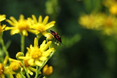 Kundakçı, Pyrrhocoris apterus üzerinde yaygın ragwort, Jacobaea vulgaris, syn. Senecio Jacobaea Çiçeği Yaz çayırında