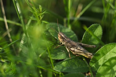 Yeşil çimlerde bir çekirge makrosu.
