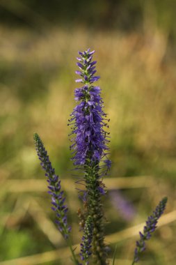 Yeşil çimlerde Veronica Spicata 'nın yakın çekimi.
