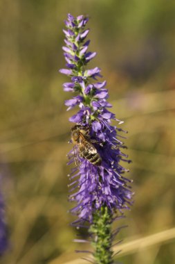 Veronica Spicata üzerinde bal arısının makro görüntüsü.