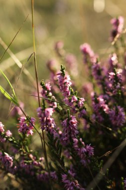 Calluna vulgaris, funda, ling, ya da yaz otlağında sadece funda