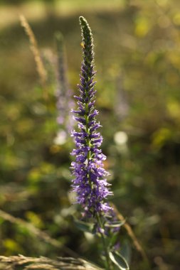 Yeşil çimlerde Veronica Spicata 'nın yakın çekimi.