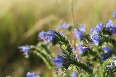 Viper 's Bugloss (echium vulgare), altın saat boyunca yakın çekim