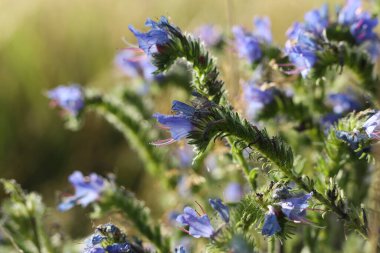 Viper 's Bugloss (echium vulgare), altın saat boyunca yakın çekim