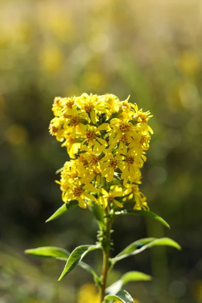 Solidago Virgaurea European Goldenrod Woundwort Flower Summer Meadow — Stock Photo, Image