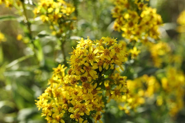 Solidago Virgaurea European Goldenrod Woundwort Flower Summer Meadow — Stock Photo, Image