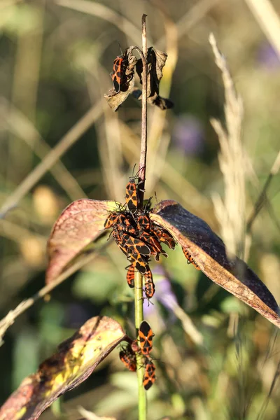 Egy Csomó Tűzbogár Pyrrhocoris Apterus Rovar Egy Növényen Nyári Réten — Stock Fotó