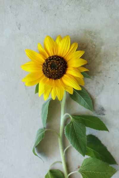 Einzelne Helle Gelbe Sonnenblume Auf Pastellfarbenem Hintergrund — Stockfoto