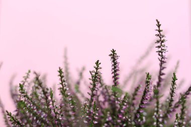 Pembe arka planda seçici odak pembe fundası