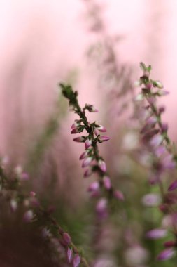 Pembe arka planda seçici odak pembe fundası