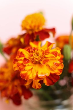 Seçici odak noktası parlak kırmızı ve turuncu Tagetes patula, Fransız kadife çiçeği