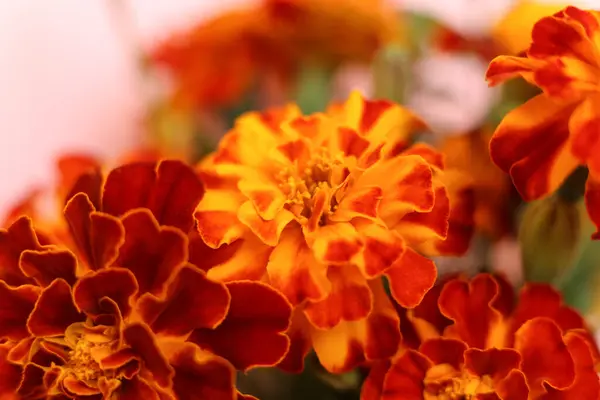 Επιλεκτική Εστίαση Έντονο Κόκκινο Και Πορτοκαλί Tagetes Patula Γαλλικά Λουλούδια — Φωτογραφία Αρχείου