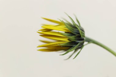 Kudüs enginarının seçici odak makrosu. Ayrıca güneş kökü, güneş boğması, yabani ayçiçeği, topinambur ya da toprak elması tomurcuğu olarak da bilinir.